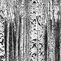 Monochromes Birkenwald-Motiv „Harmony“ für ruhige, naturnahe Lamellenvorhänge