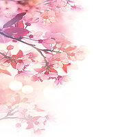 Kirschblütenmotiv „Sakura“ als floraler Druck für Lamellenvorhänge in Rosa- und Pinktönen