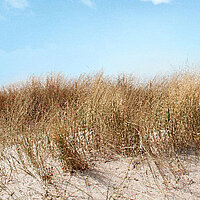 Fotomotiv „Dune“ mit Strandgras, Sand und blauem Himmel – für natürliche Lamellenvorhänge