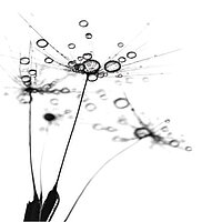 Makroaufnahme von Pusteblumen mit Tautropfen in Schwarz-Weiß – Motiv „Delion“ für Lamellenvorhänge