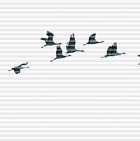 Weißes Plissee mit dunklen Kranichsilhouetten in Flugformation, naturinspiriertes Design